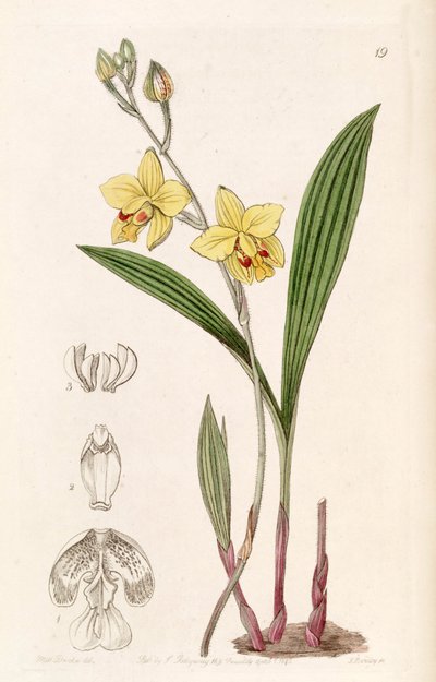 Spathoglottis pubescens da Miss Drake